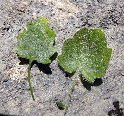 Campanula fragilis subsp. cavolinii / Campanula napoletana